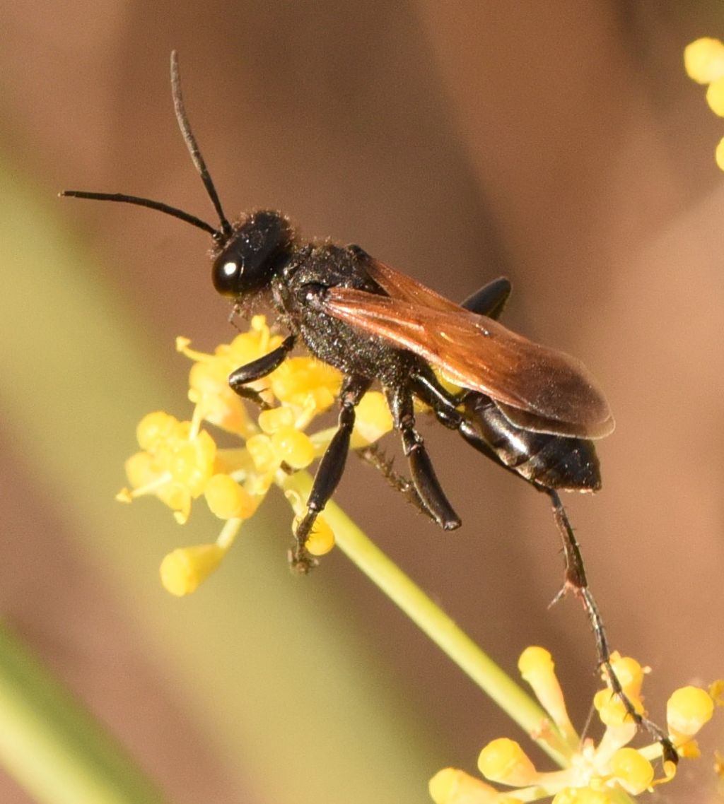 Sphecidae: Prionyx subfuscatus? S, maschio