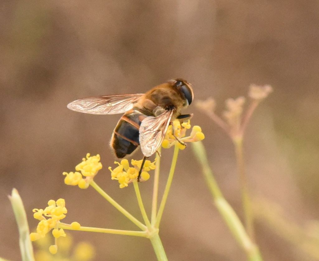 Syrphidae: Eristalis?  S,Eristalis sp., femmina