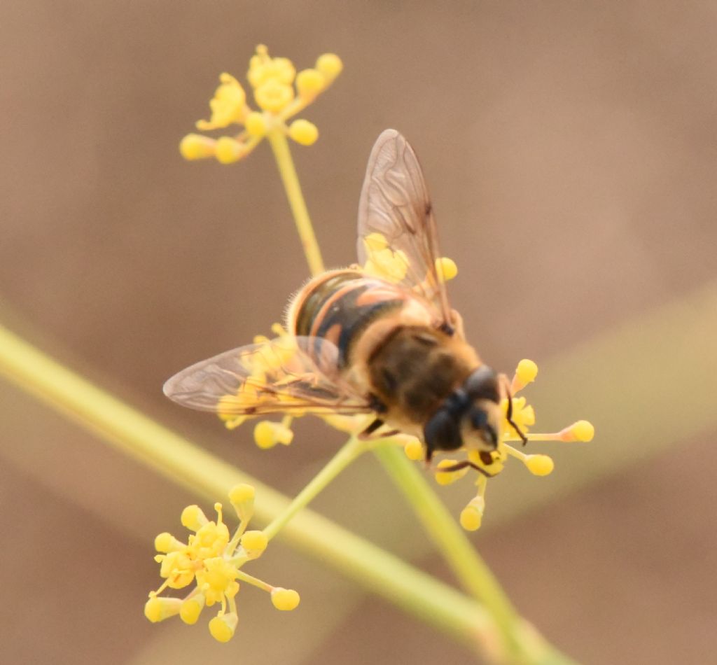 Syrphidae: Eristalis?  S,Eristalis sp., femmina