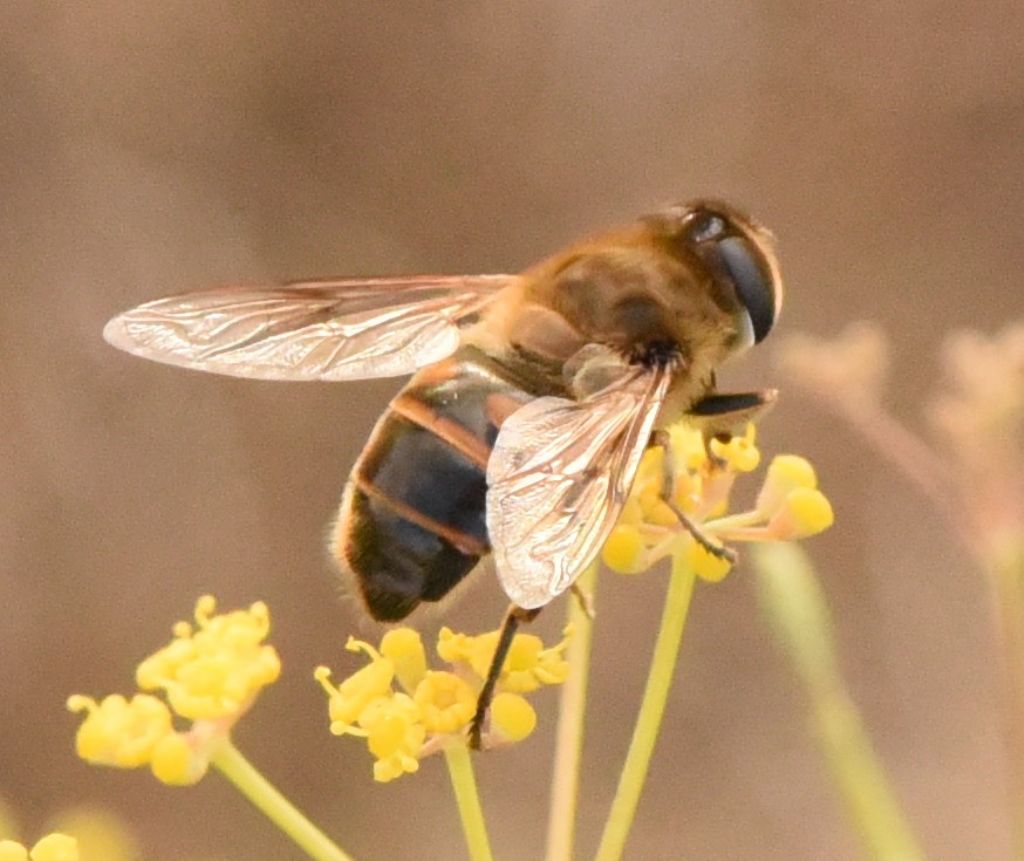 Syrphidae: Eristalis?  S,Eristalis sp., femmina