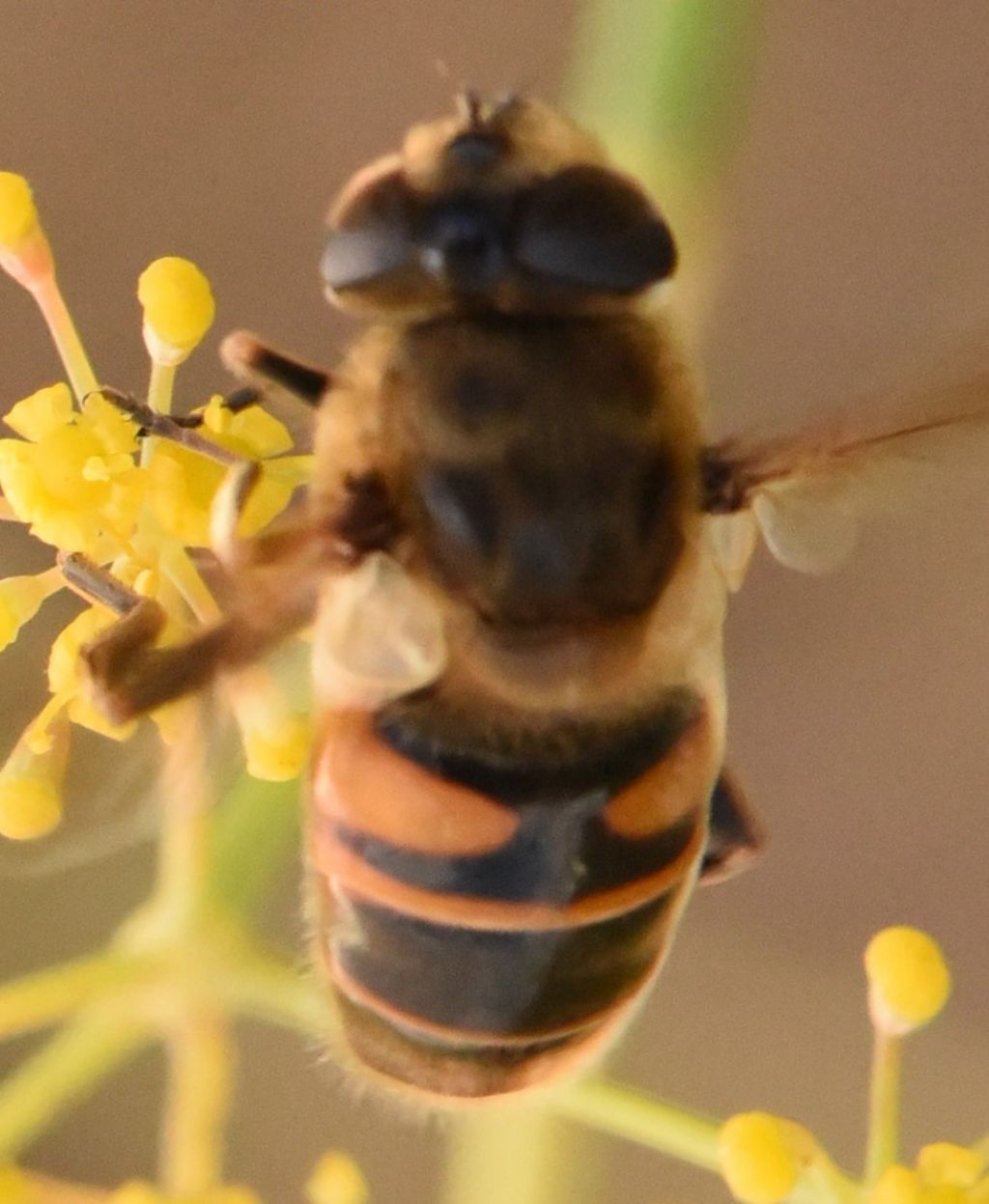 Syrphidae: Eristalis?  S,Eristalis sp., femmina