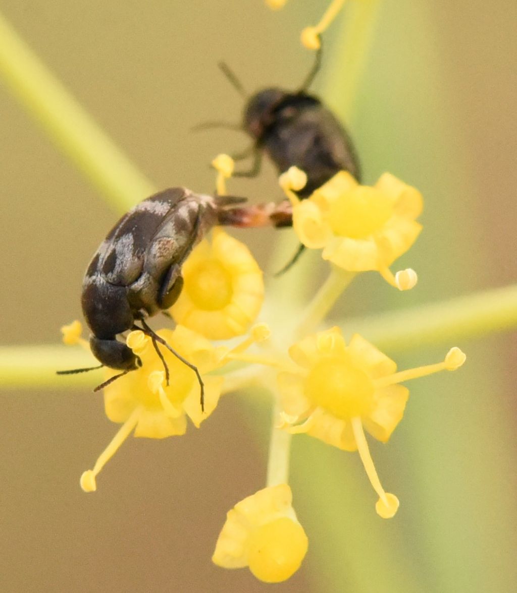 Mordellidae: Mediimorda bipunctata?