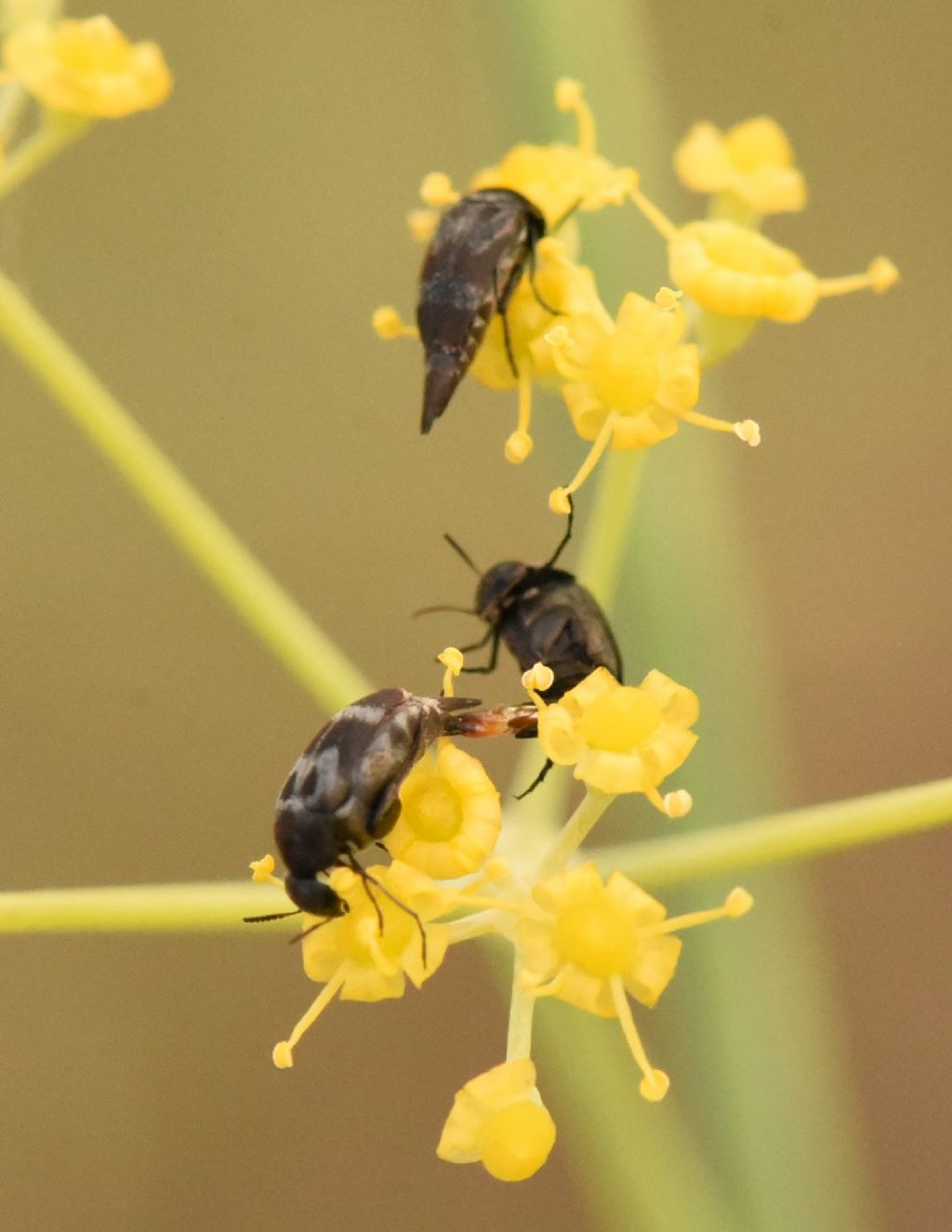 Mordellidae: Mediimorda bipunctata?