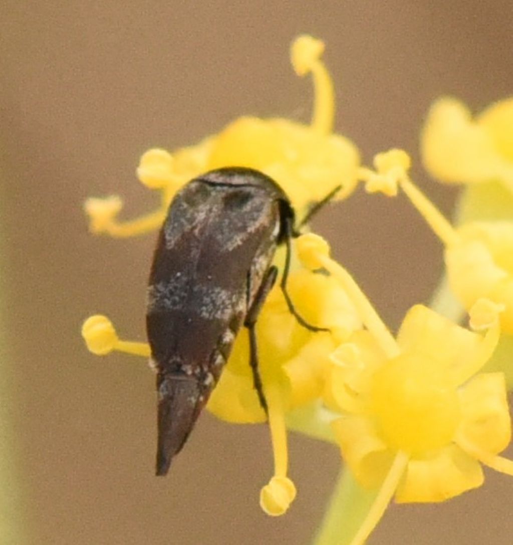 Mordellidae: Mediimorda bipunctata?