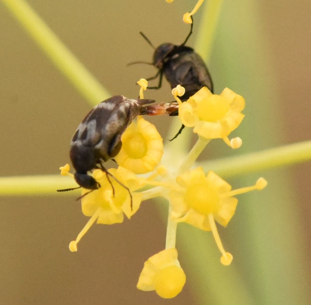 Mordellidae: Mediimorda bipunctata?