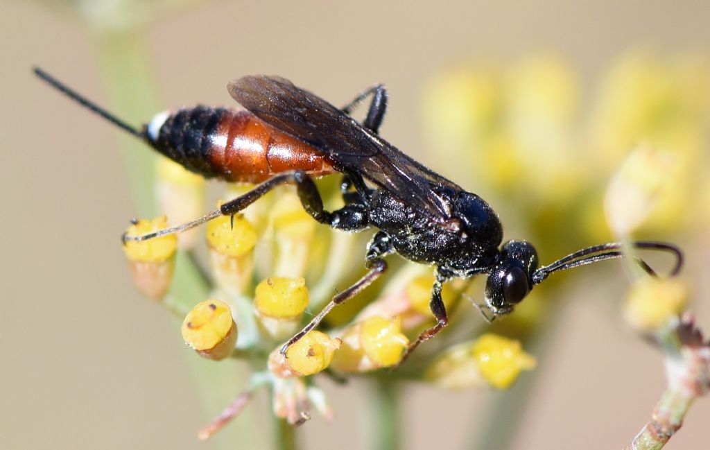 Ichneumonidae: Agrothereutes sp., femmina