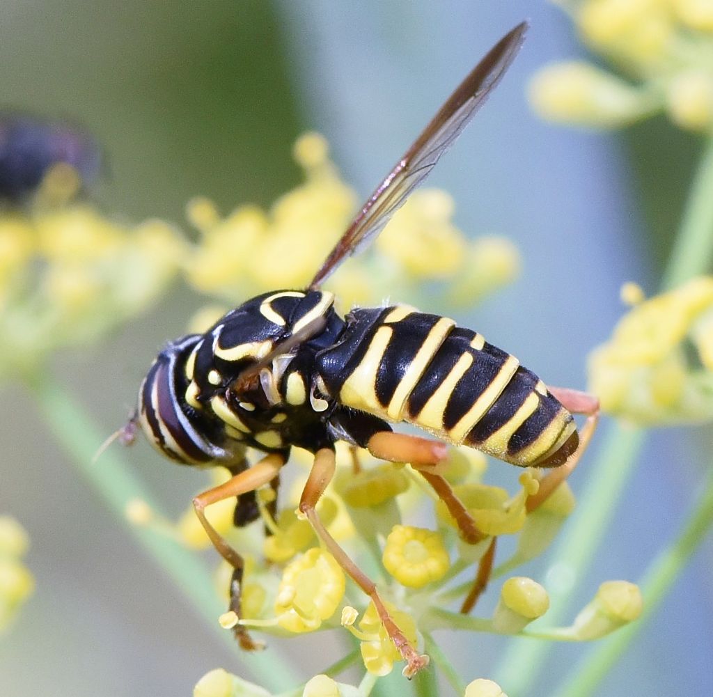 Syrphidae: Spilomyia saltuum?  S, maschio