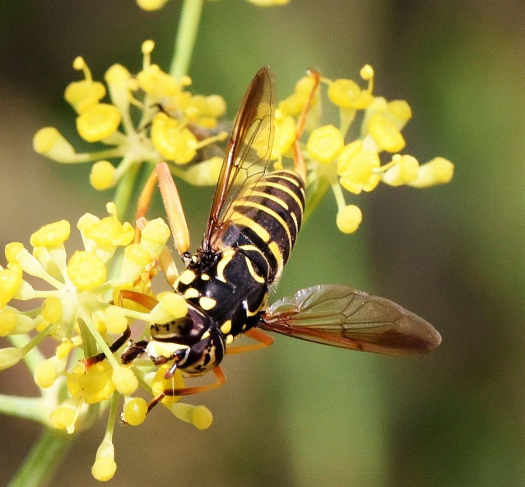 Syrphidae: Spilomyia saltuum?  S, maschio