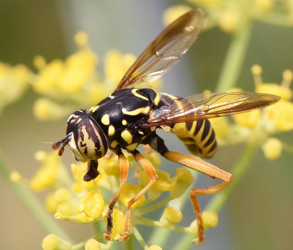 Syrphidae: Spilomyia saltuum?  S, maschio