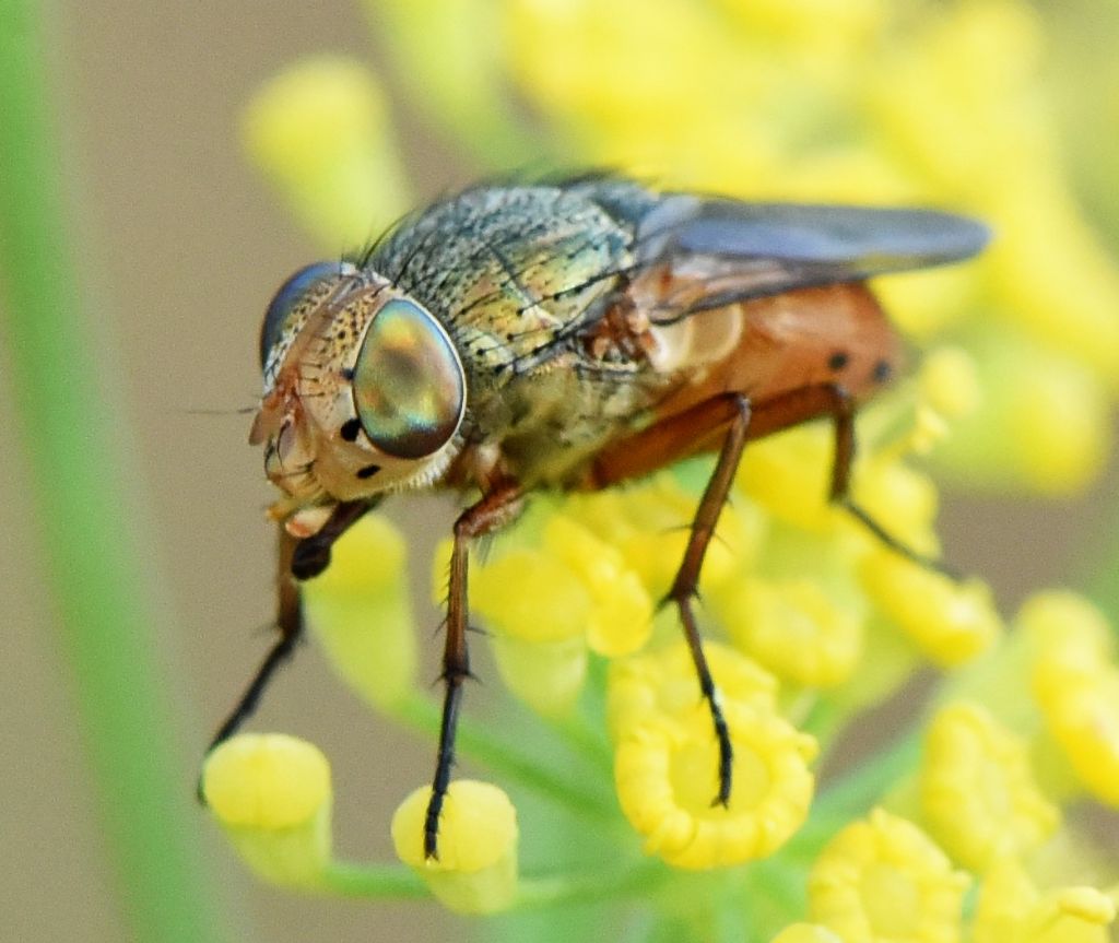 Calliphpridae: Rhyncomya sp.