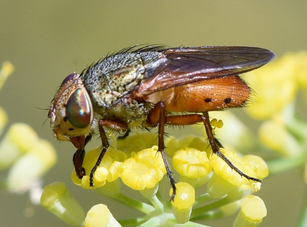 Calliphpridae: Rhyncomya sp.