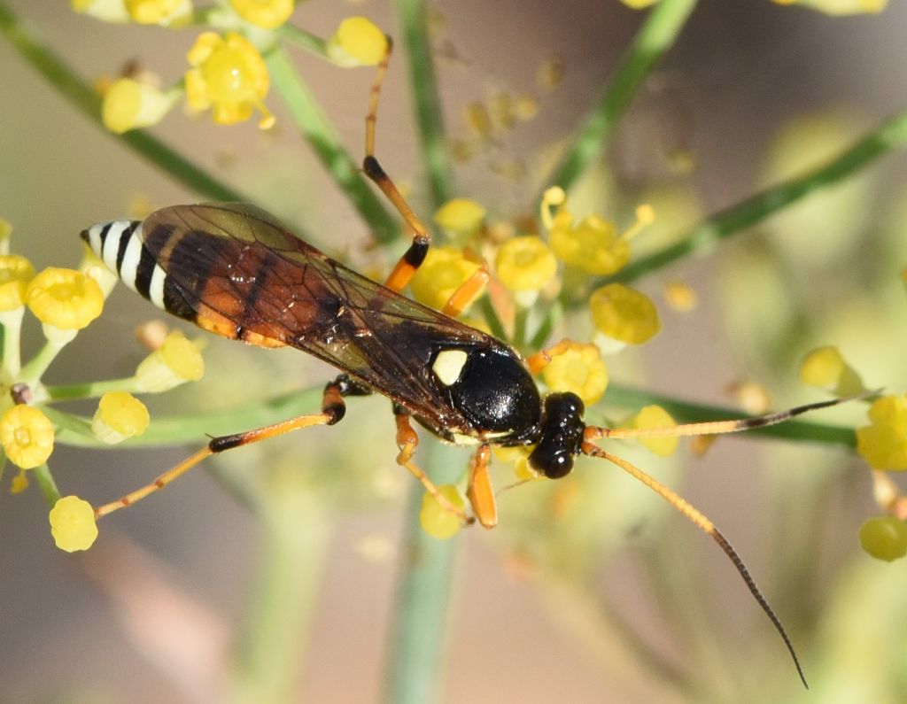 Ichneumonidae: Eutanyacra picta?