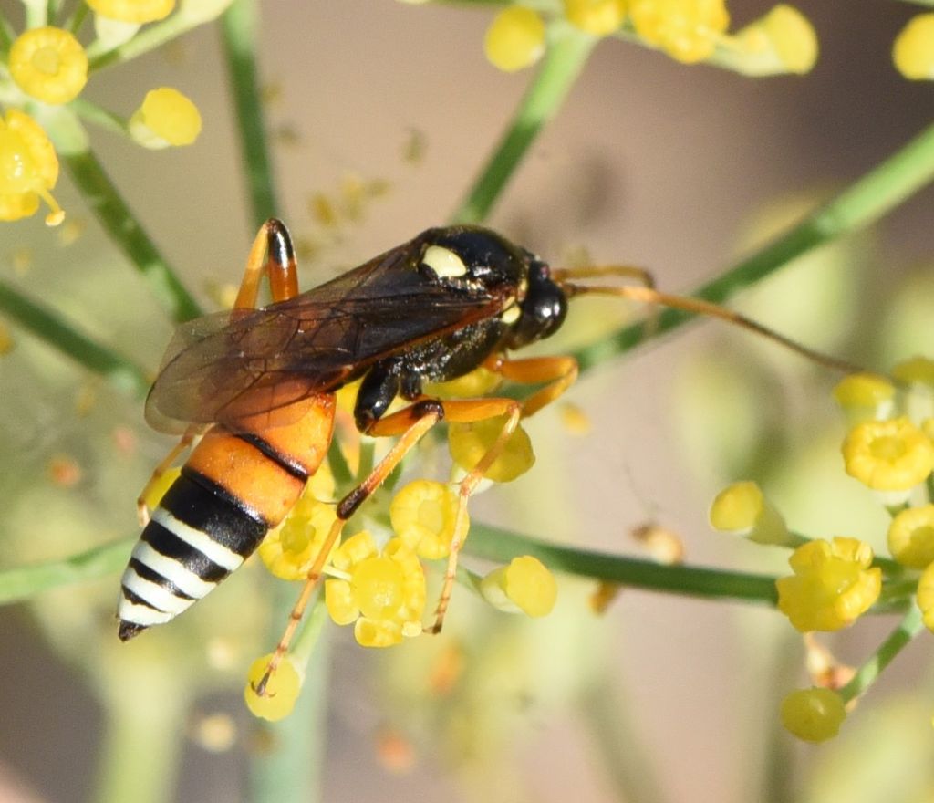 Ichneumonidae: Eutanyacra picta?