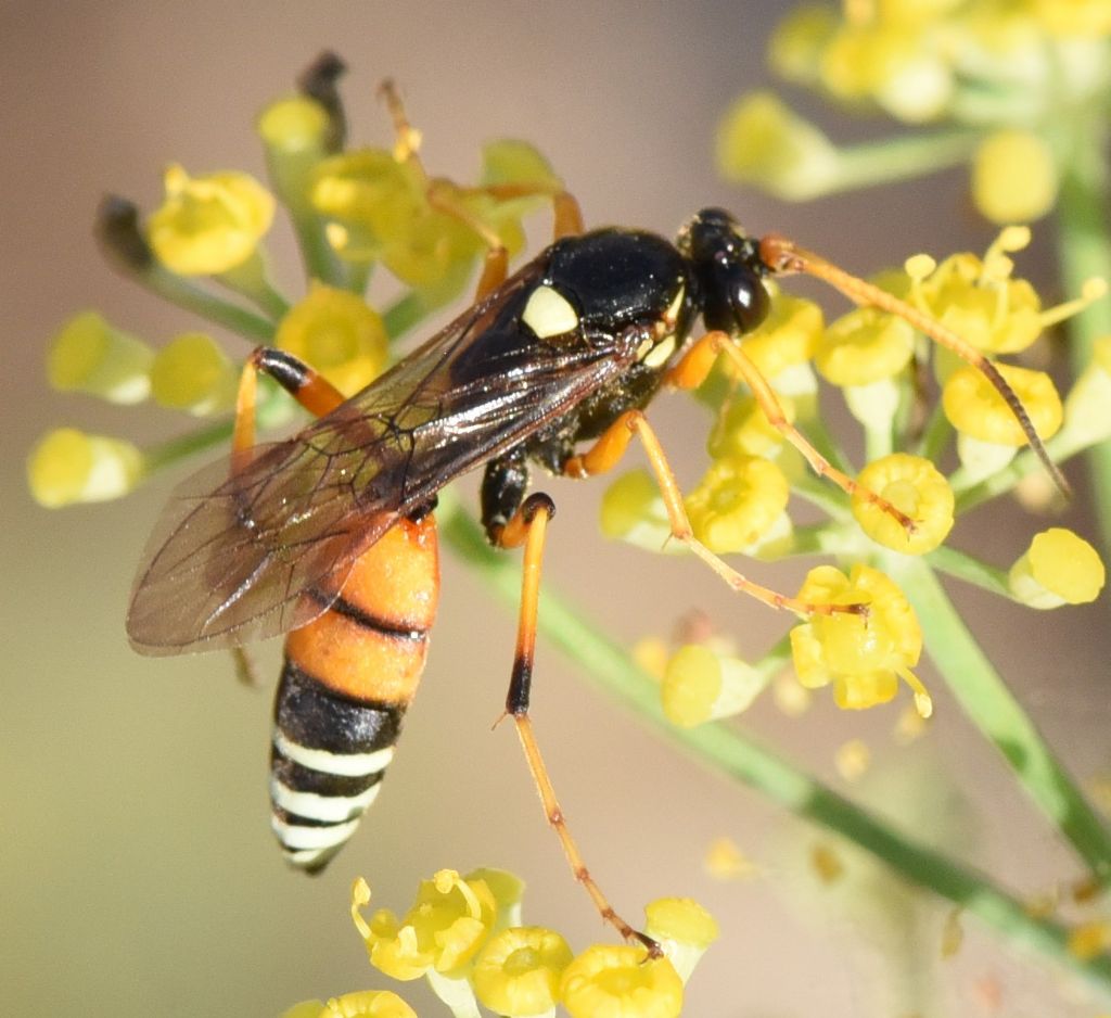 Ichneumonidae: Eutanyacra picta?