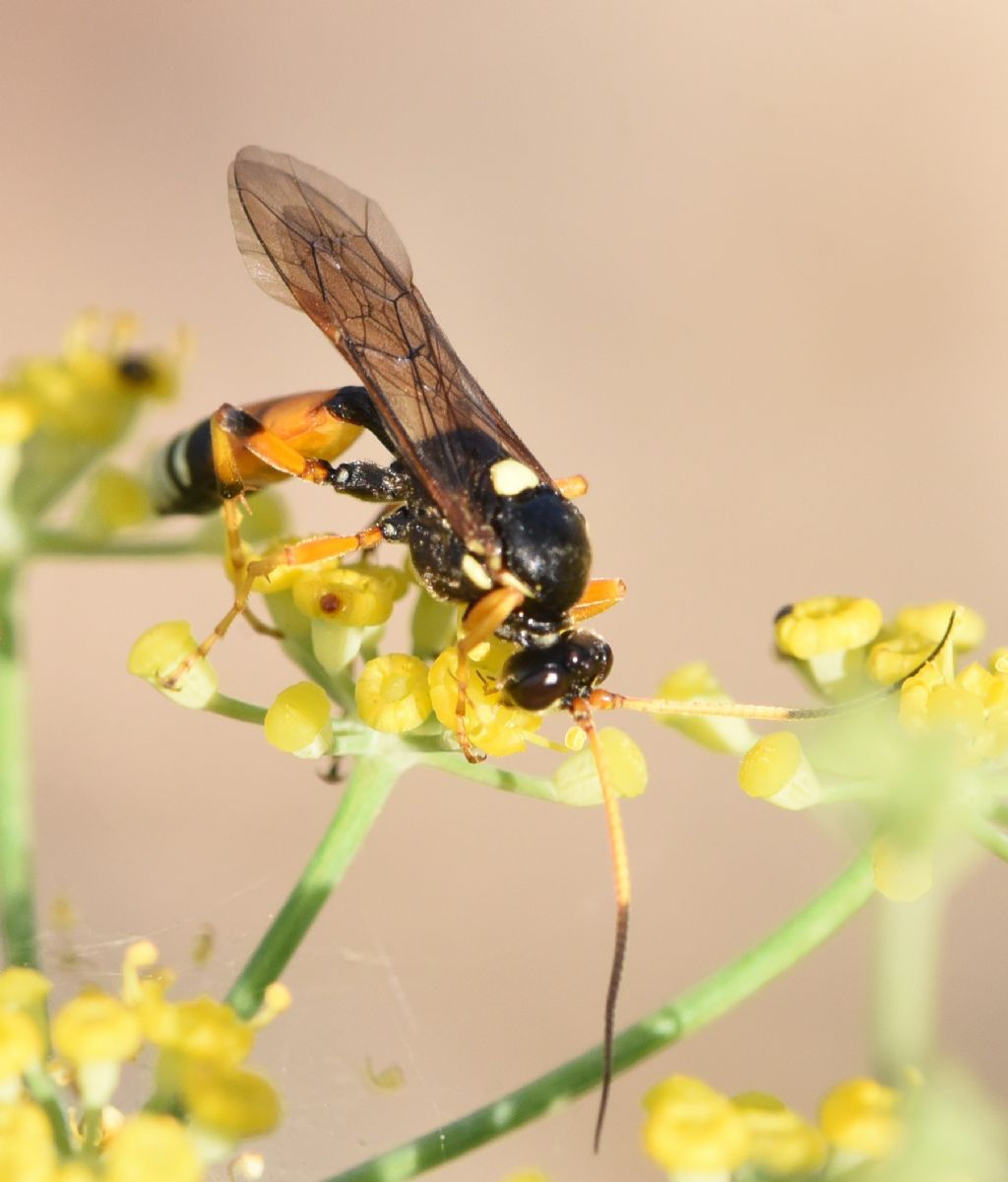 Ichneumonidae: Eutanyacra picta?