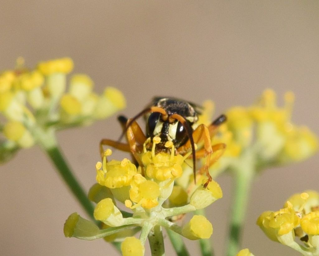 Ichneumonidae: Eutanyacra picta?