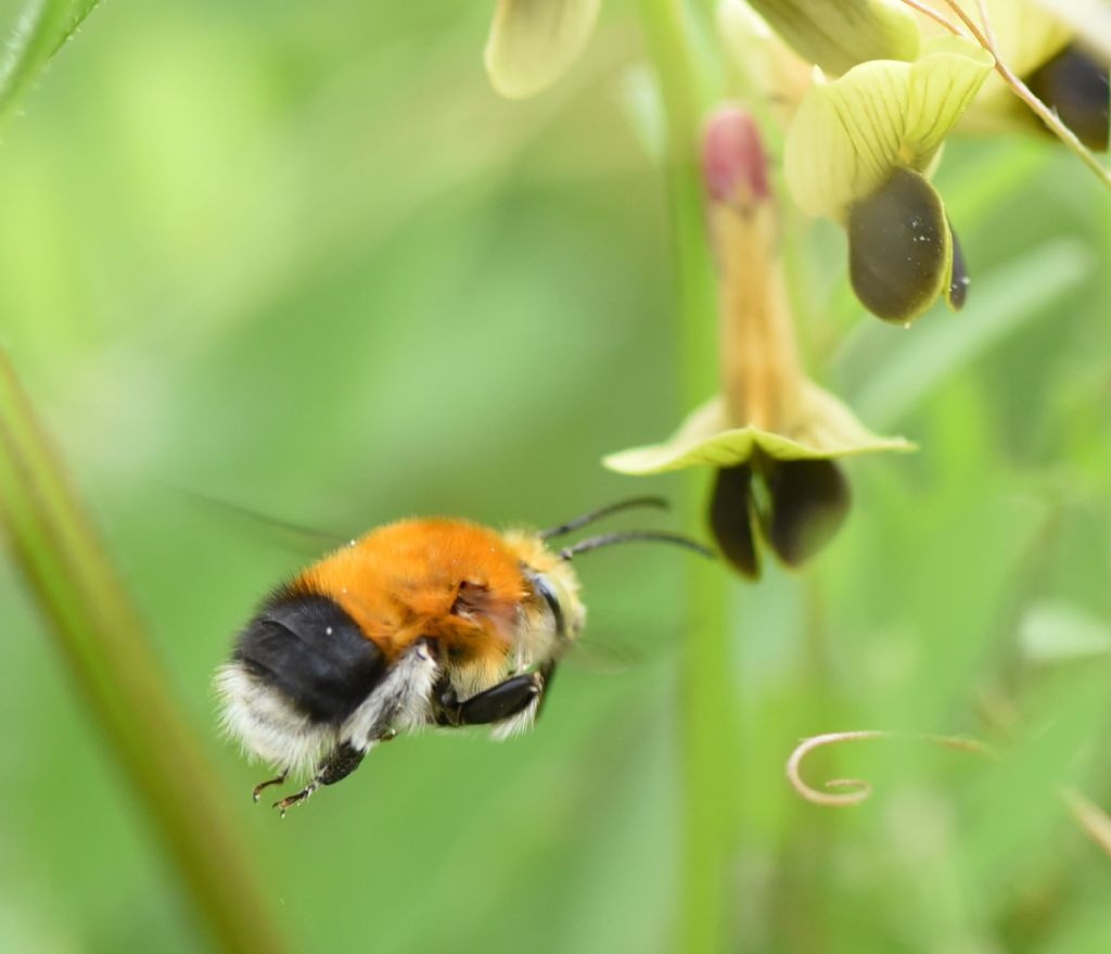 Habropoda tarsata?