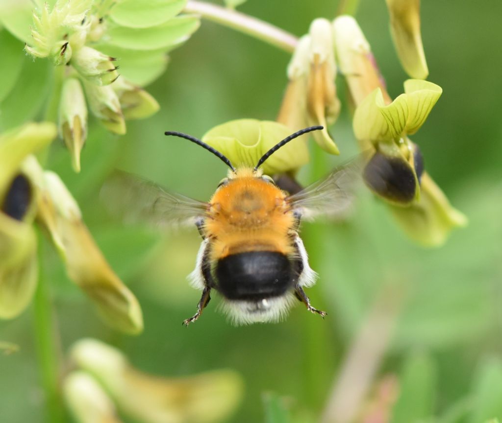 Habropoda tarsata?