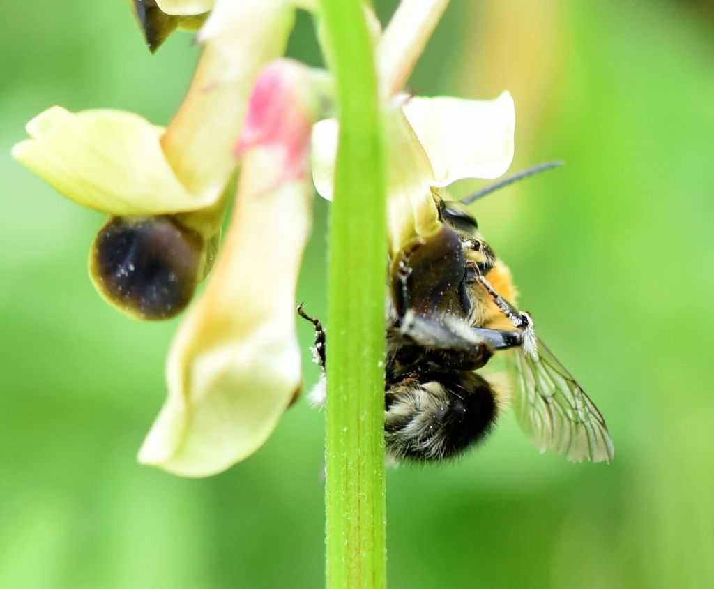 Habropoda tarsata?