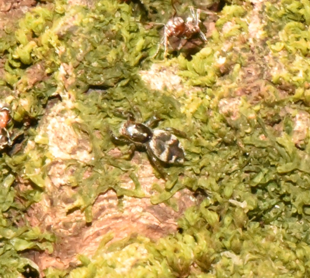 Un Salticus sp. tra le formiche Liometopum microcephalum