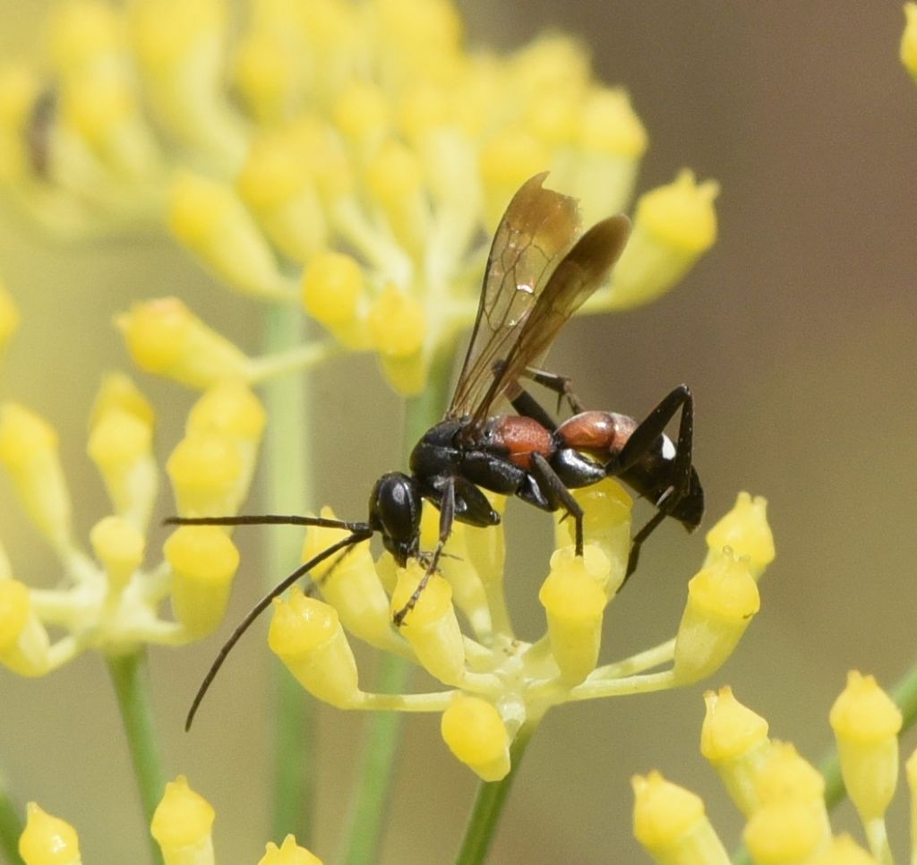 Pompilidae: Cryptocheilus elegans