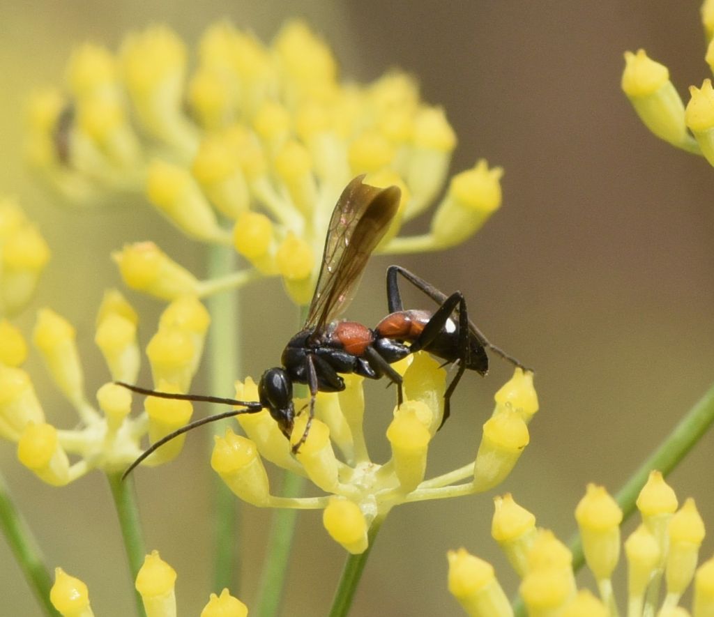 Pompilidae: Cryptocheilus elegans