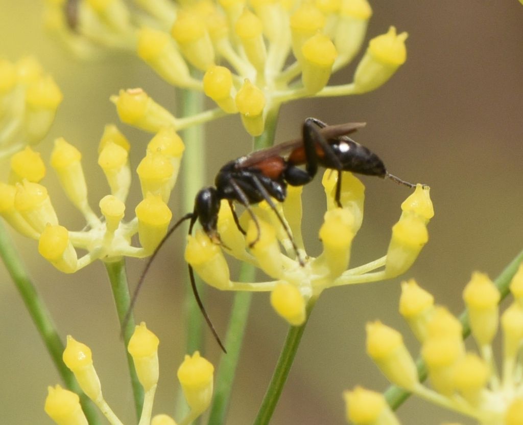 Pompilidae: Cryptocheilus elegans