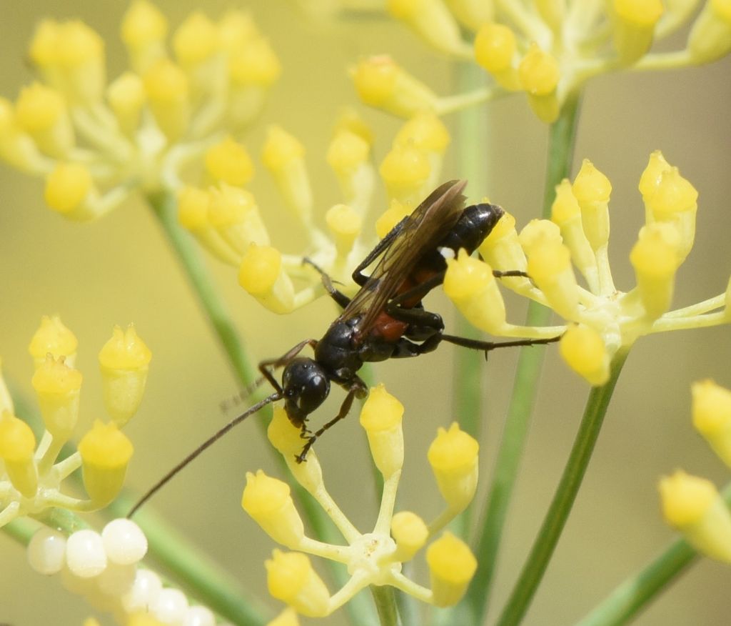 Pompilidae: Cryptocheilus elegans