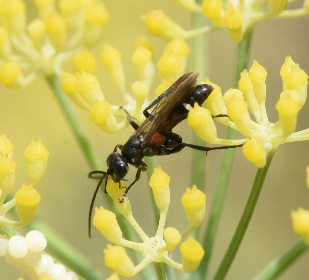 Pompilidae: Cryptocheilus elegans