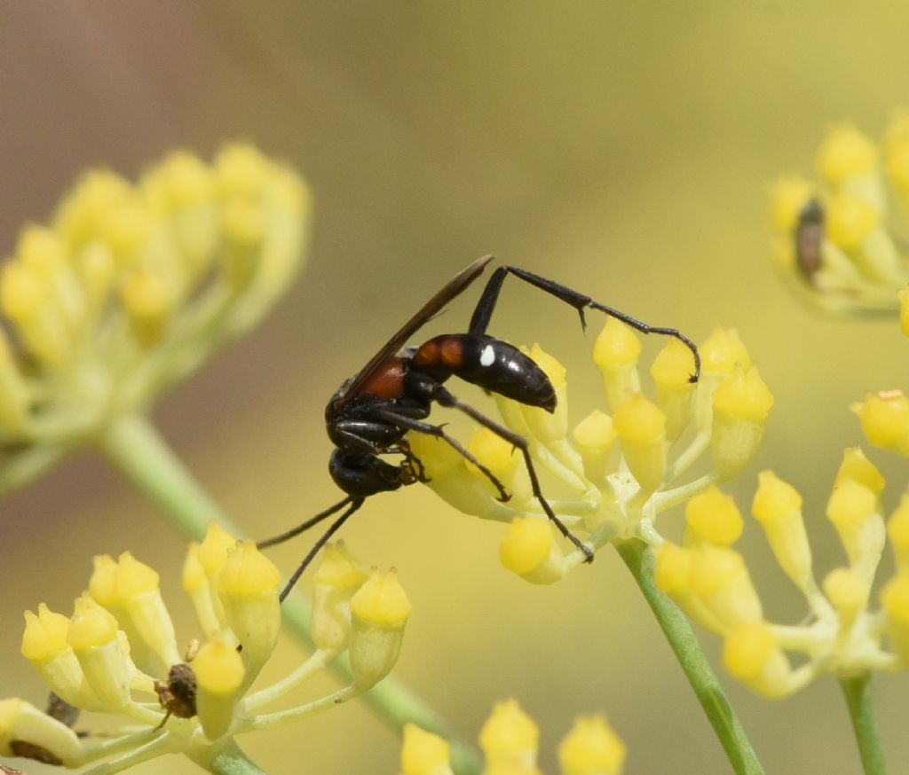 Pompilidae: Cryptocheilus elegans