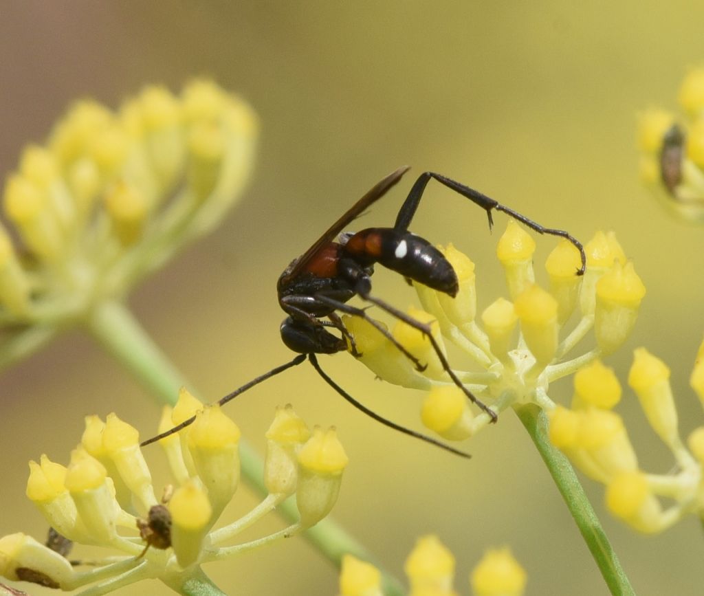 Pompilidae: Cryptocheilus elegans