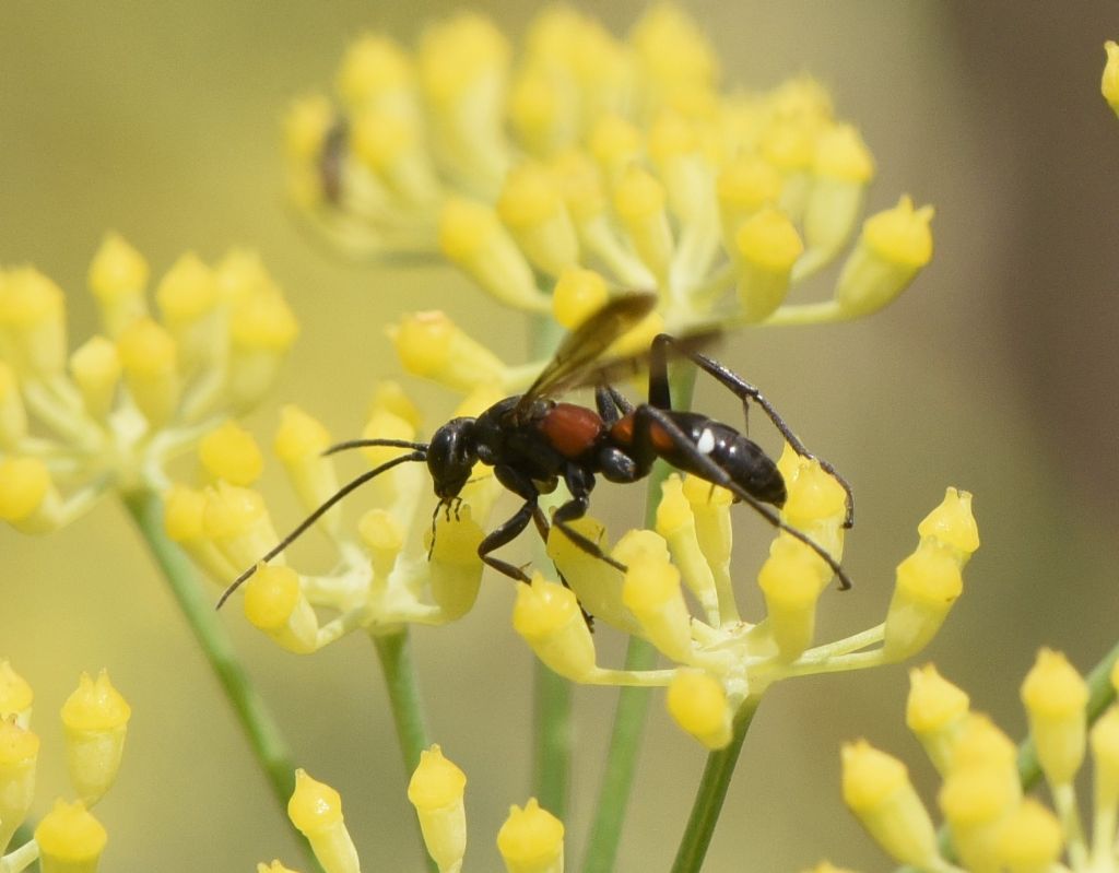 Pompilidae: Cryptocheilus elegans