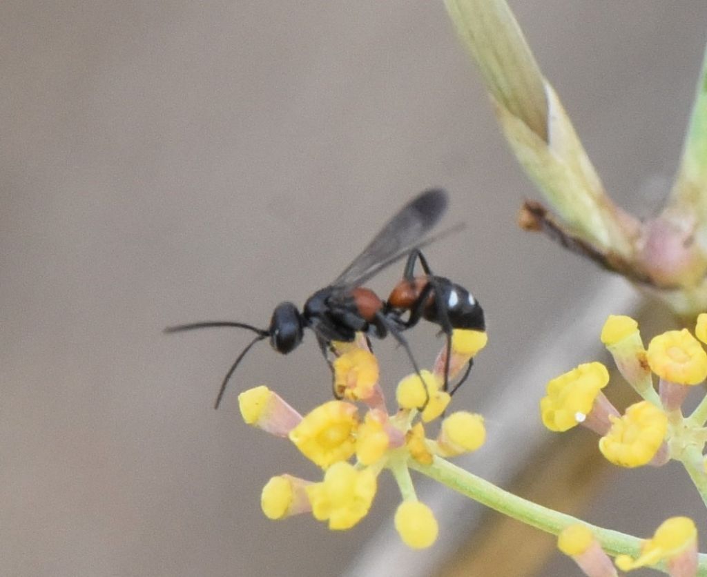 Pompilidae: Cryptocheilus elegans