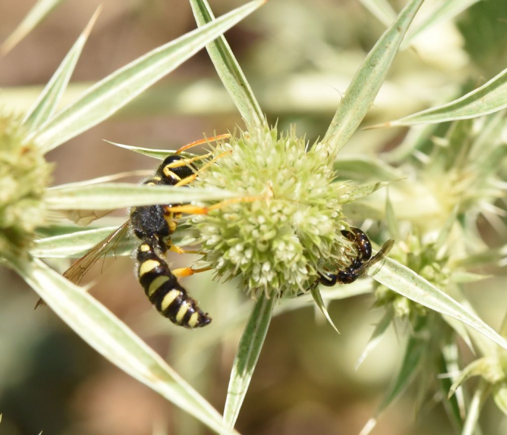 Crabronidae: Cerceris flavicornis? S, maschio