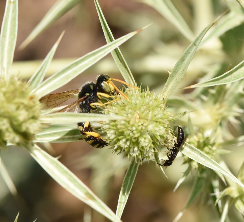 Crabronidae: Cerceris flavicornis? S, maschio