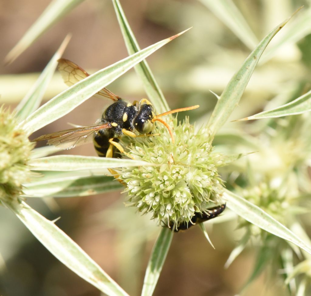 Crabronidae: Cerceris flavicornis? S, maschio