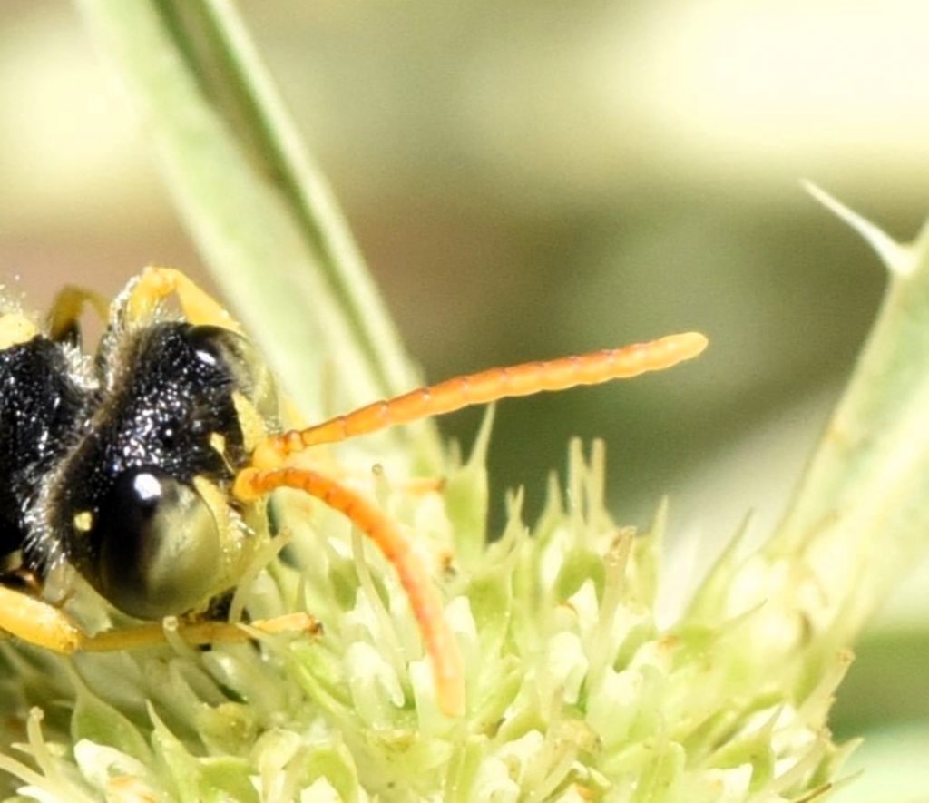 Crabronidae: Cerceris flavicornis? S, maschio