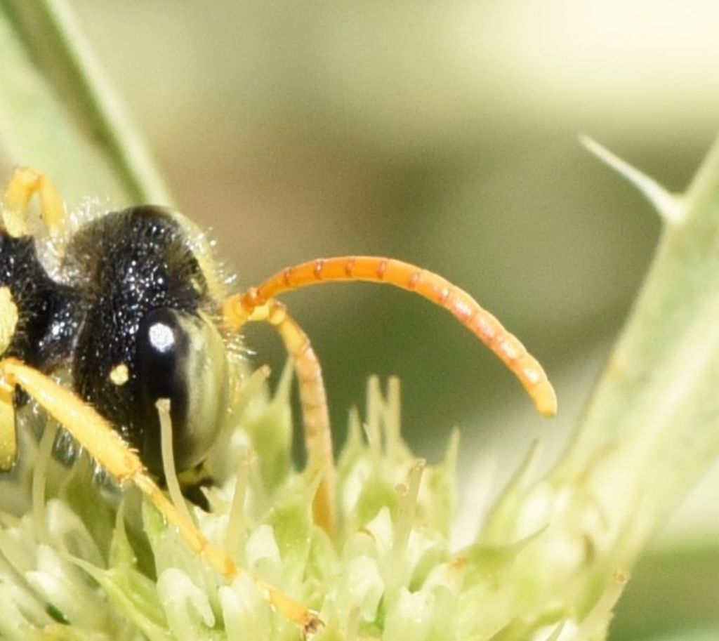 Crabronidae: Cerceris flavicornis? S, maschio