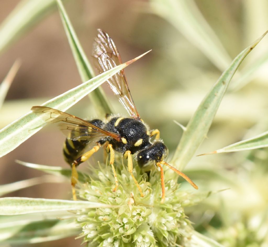 Crabronidae: Cerceris flavicornis? S, maschio