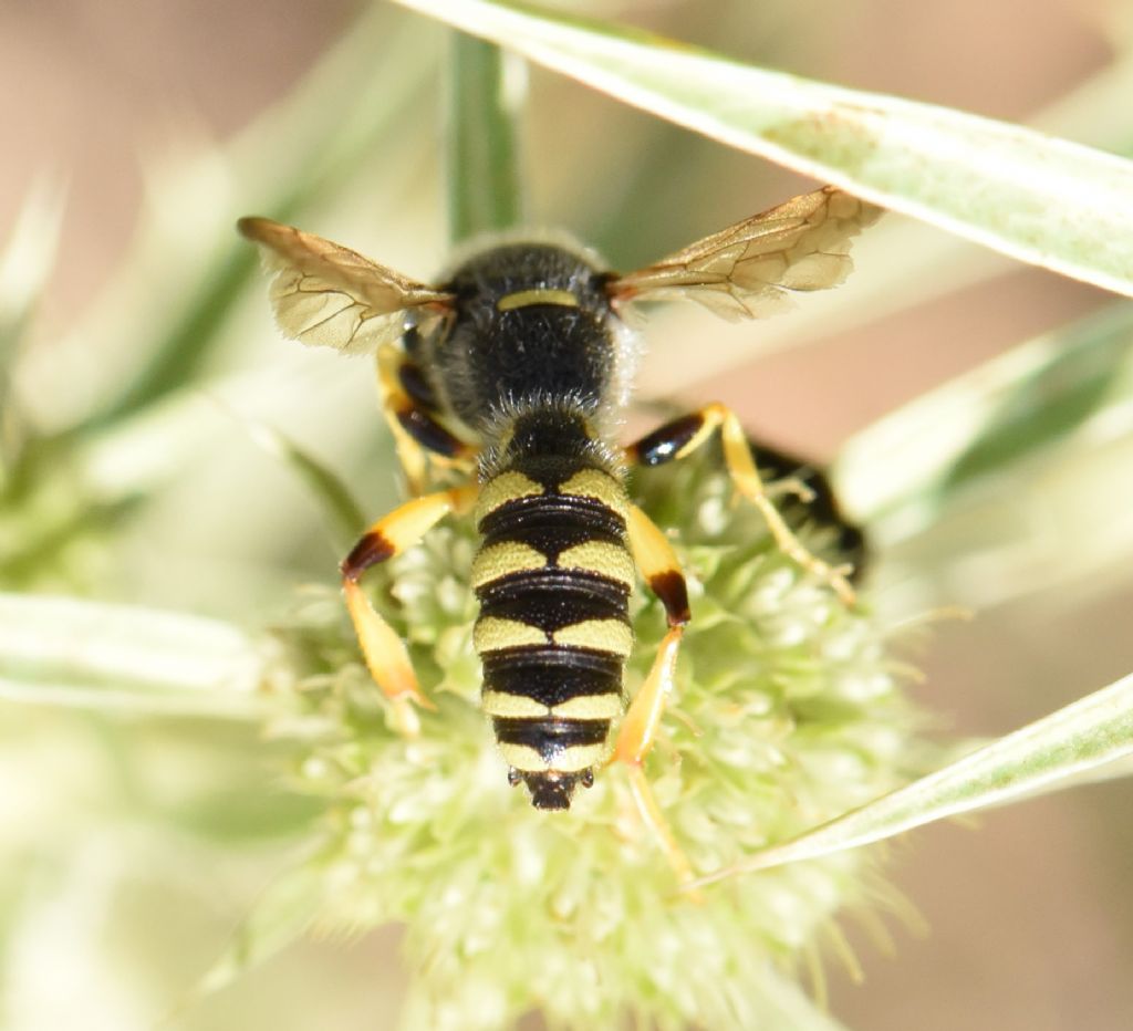 Crabronidae: Cerceris flavicornis? S, maschio