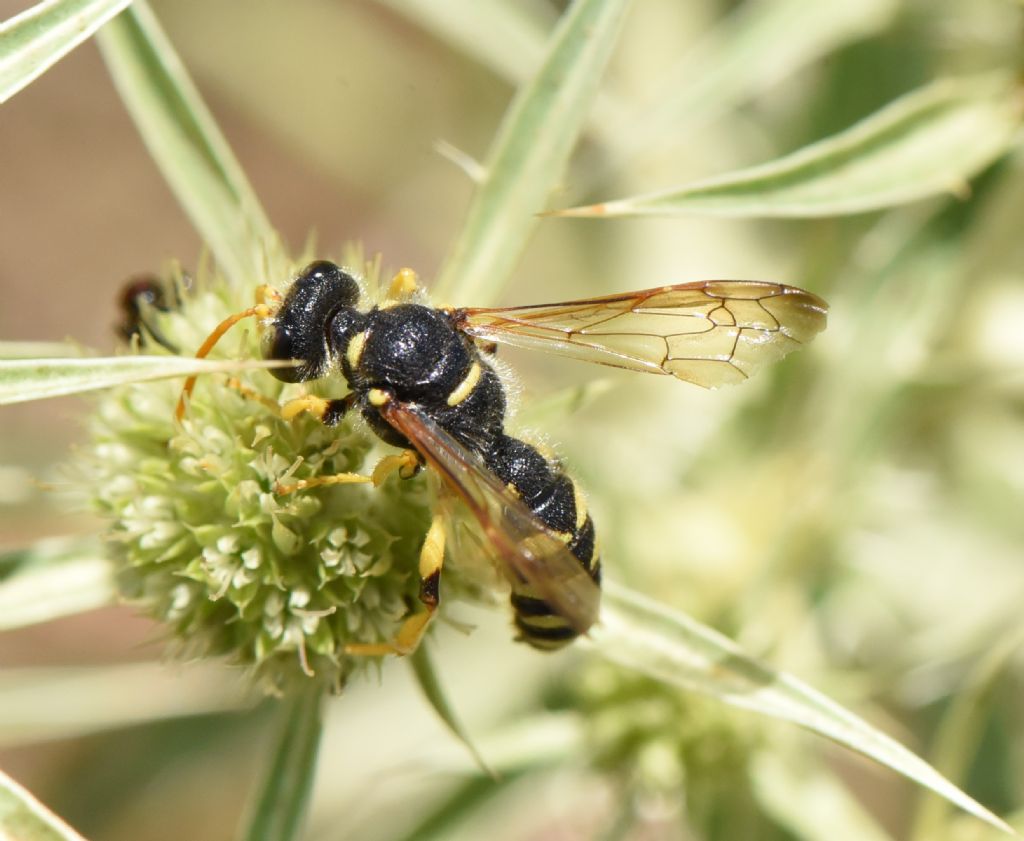 Crabronidae: Cerceris flavicornis? S, maschio