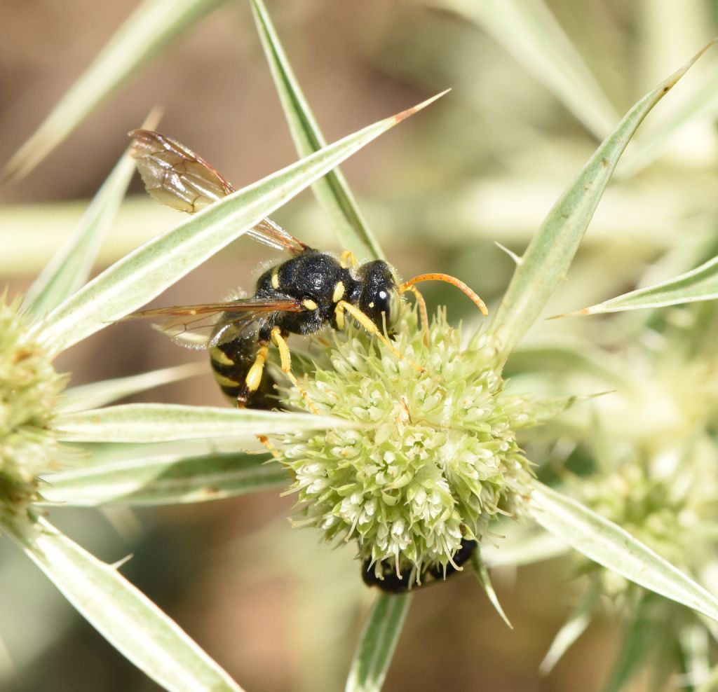 Crabronidae: Cerceris flavicornis? S, maschio