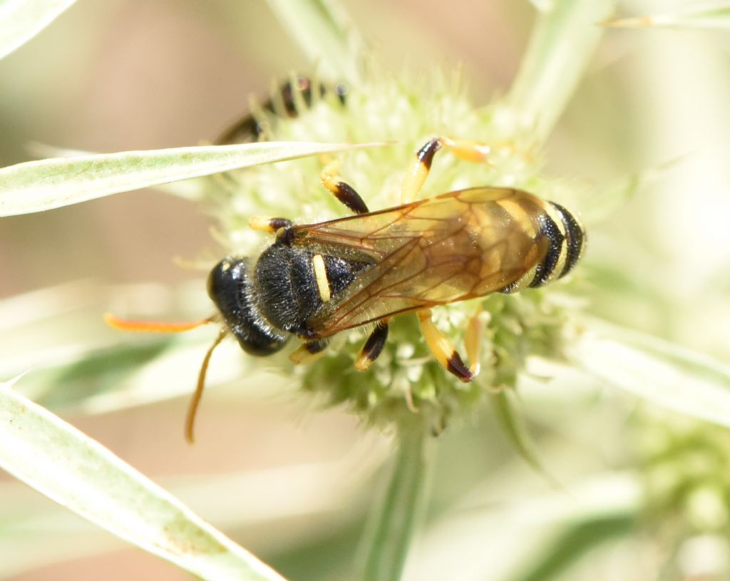 Crabronidae: Cerceris flavicornis? S, maschio