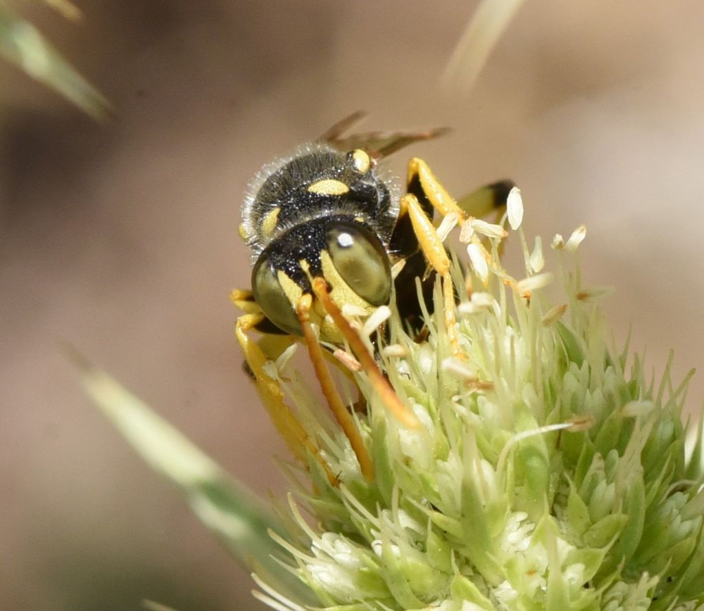 Crabronidae: Cerceris flavicornis? S, maschio