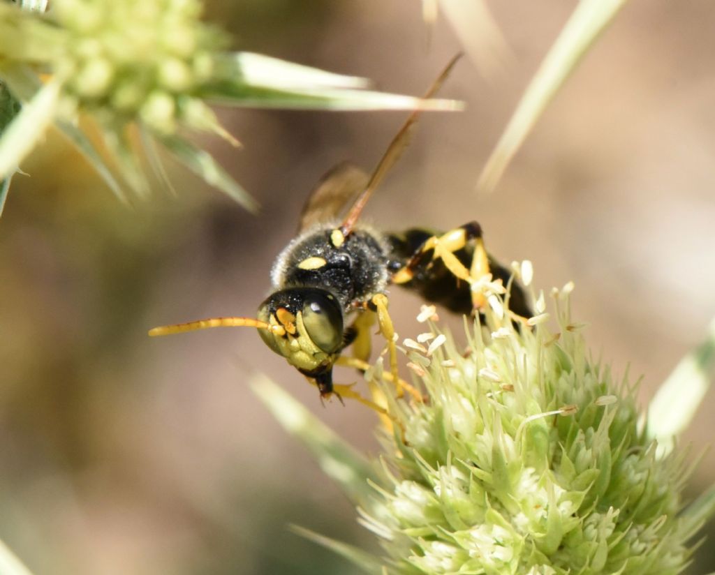 Crabronidae: Cerceris flavicornis? S, maschio