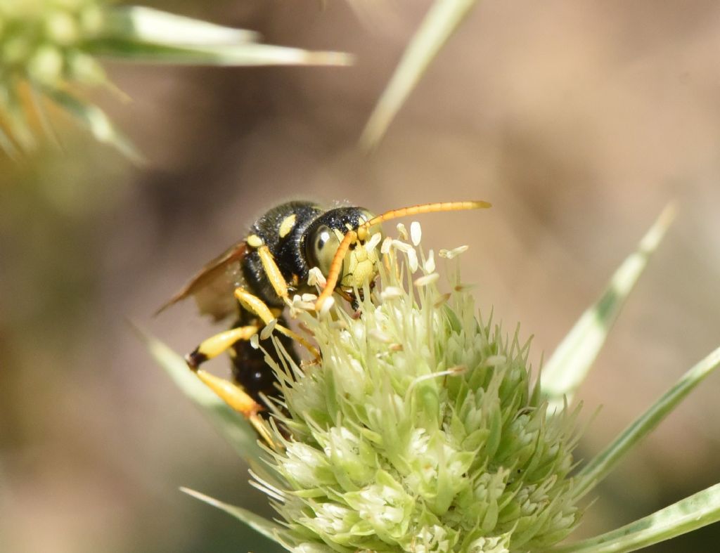 Crabronidae: Cerceris flavicornis? S, maschio