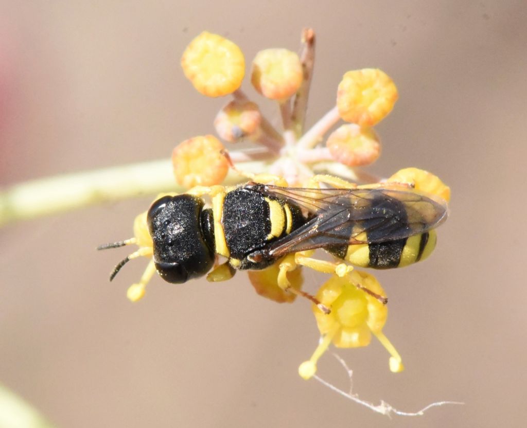 Crabronidae: Ectemnius sp.? S.