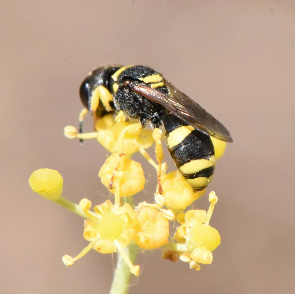 Crabronidae: Ectemnius sp.? S.