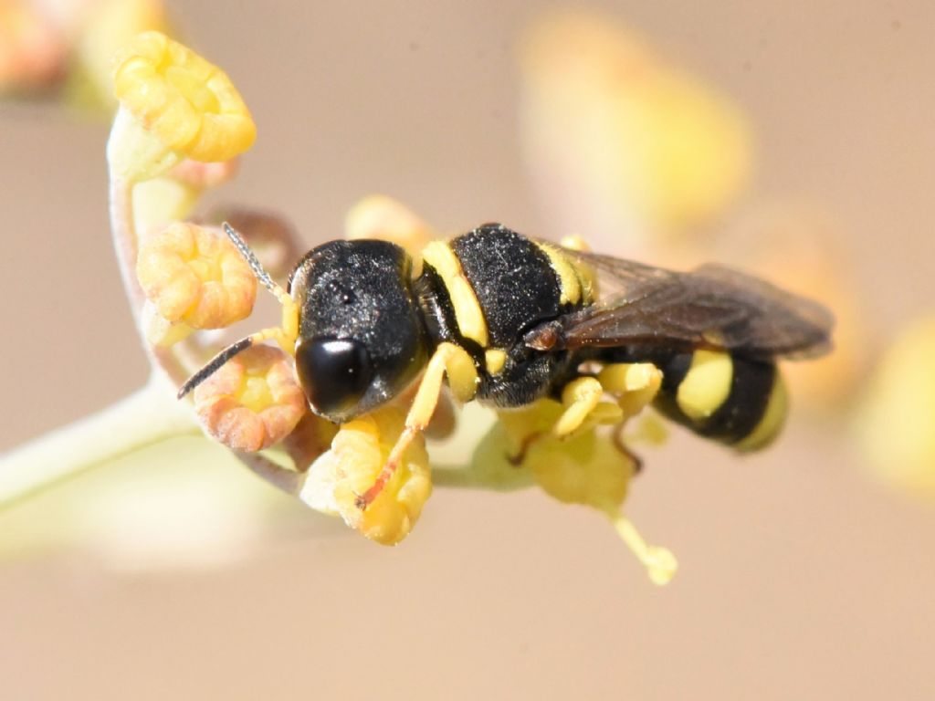 Crabronidae: Ectemnius sp.? S.