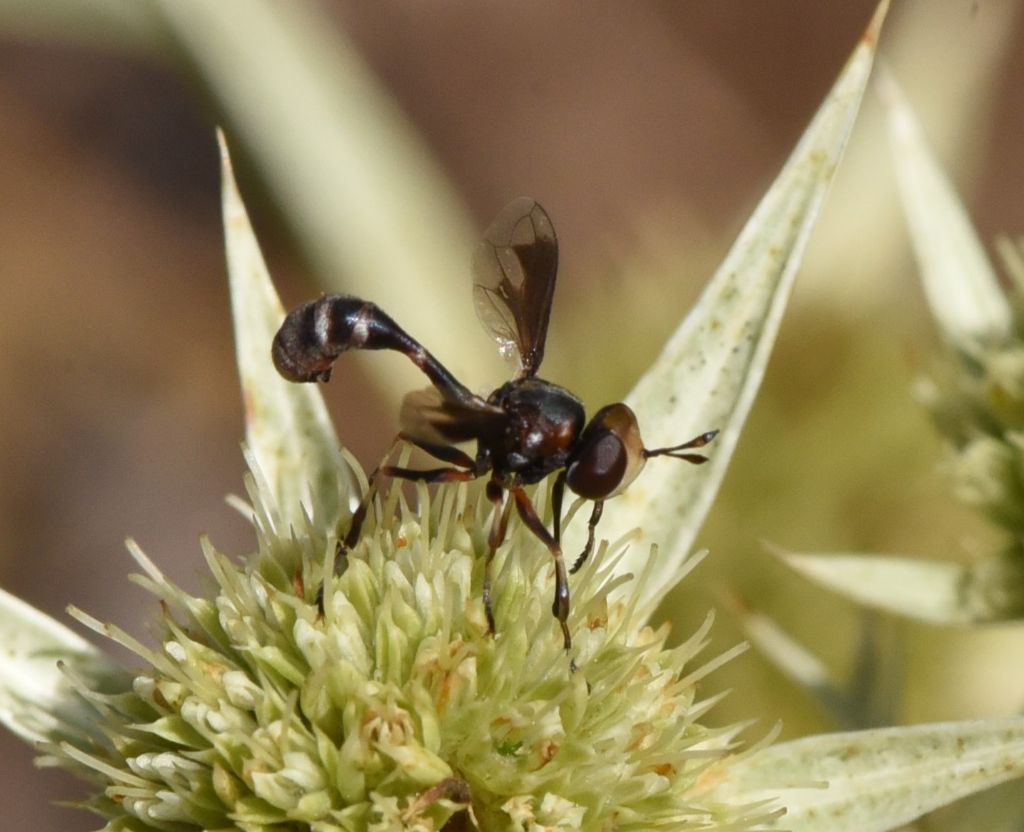 Physocephala pusilla?